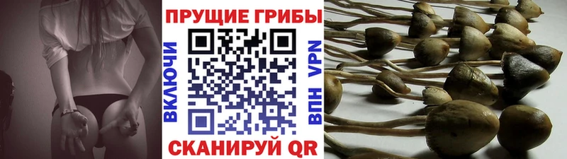 Псилоцибиновые грибы GOLDEN TEACHER  Киров 